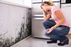 Best Black Mold Removal  in Marlton, NJ